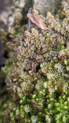 Frullania dilatata