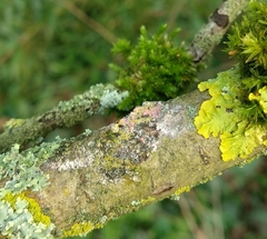 Marchandiomyces corallinus