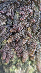 Frullania dilatata