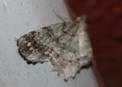 Hypagyrtis piniata