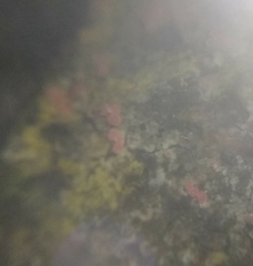 Marchandiomyces corallinus
