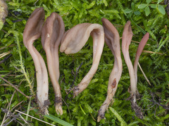 Microglossum rufescens