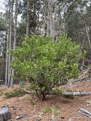 Arctostaphylos virgata