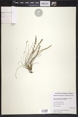 Triglochin gaspensis