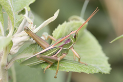 Staleochlora viridicata