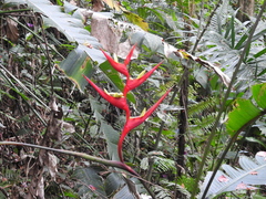 Heliconia