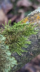 Cryphaea heteromalla