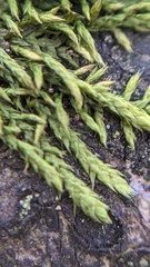 Cryphaea heteromalla