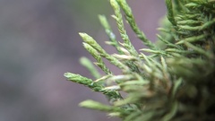 Cryphaea heteromalla