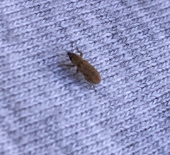 Microlarinus lypriformis