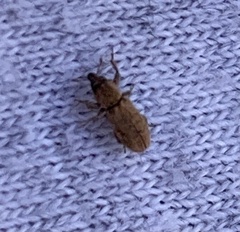 Microlarinus lypriformis