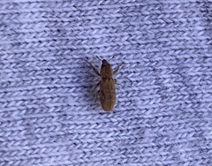 Microlarinus lypriformis