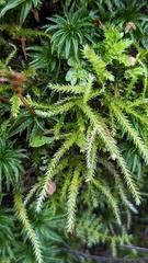 Eurhynchium striatum
