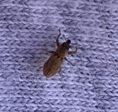 Microlarinus lypriformis