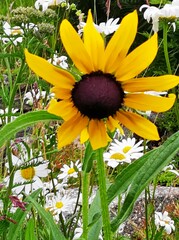 Rudbeckia fulgida