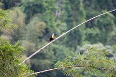 Ramphastos vitellinus
