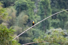 Ramphastos vitellinus