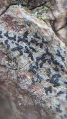 Alyxoria varia