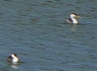 Aechmophorus clarkii