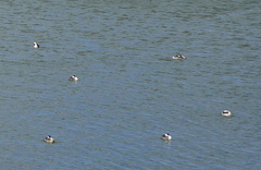 Aechmophorus occidentalis