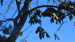 Lonchocarpus