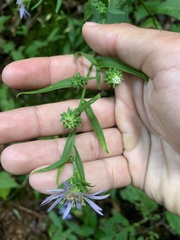 Symphyotrichum retroflexum