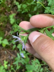 Symphyotrichum retroflexum