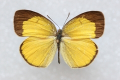 Eurema laeta