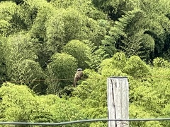 Myiozetetes cayanensis