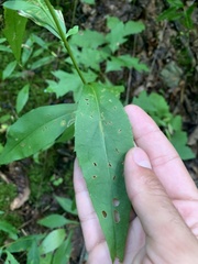 Symphyotrichum retroflexum
