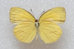 Eurema laeta