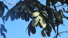 Lonchocarpus
