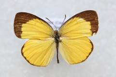Eurema laeta