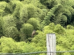 Myiozetetes cayanensis