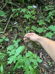 Symphyotrichum retroflexum