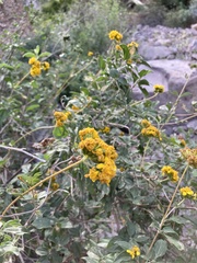 Helianthinae