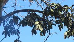Lonchocarpus