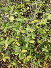 Frangula californica