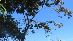 Lonchocarpus