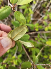 Frangula californica