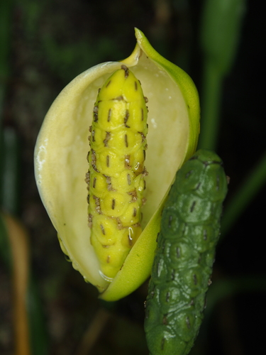 Monstera obliqua