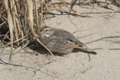 Passerculus sandwichensis princeps