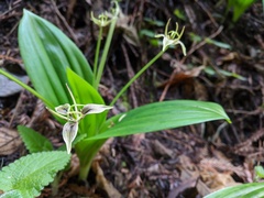 Scoliopus bigelovii