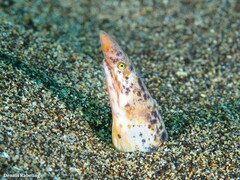 Apterichtus anguiformis