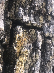 Xanthomendoza fallax