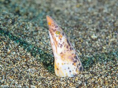 Apterichtus anguiformis