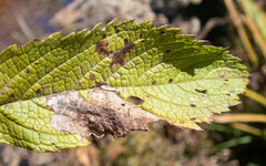 Calycomyza flavinotum