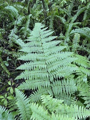 Ctenitis sloanei (Ctenitis sloanei)