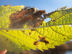 Calycomyza flavinotum