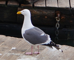 Larus occidentalis